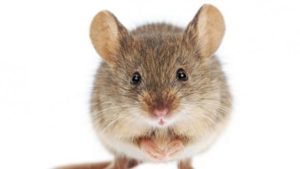 petite souris