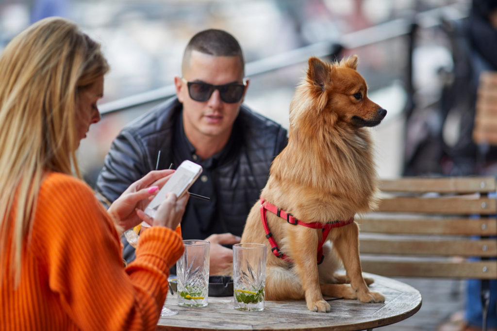 Un couple se voit servir son chien dans un restaurant asiatique